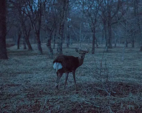 夜明けの森で撮影された鹿。near nipponのエシカルな取り組みを表現する環境との共生。