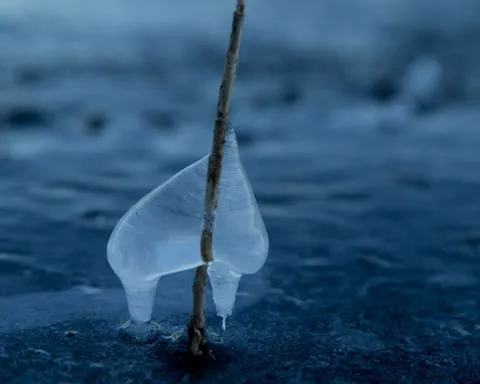 氷の結晶が枝に付着した自然美。near nipponが大切にする天然素材と環境への配慮。