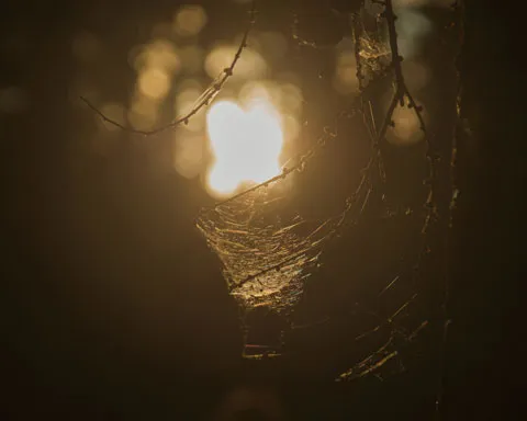 夕日に照らされたクモの巣。伝統技術と持続可能なモノづくりの象徴。